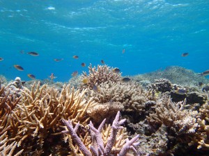 船浮の海