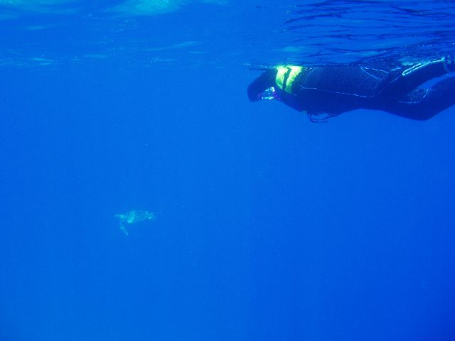 船浮ウミガメ