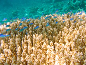 熱帯魚と珊瑚礁