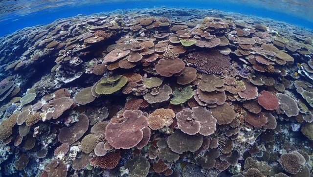 珊瑚も復活！鳩間島 | シュノーケリングツアー専門店・西表インシャー